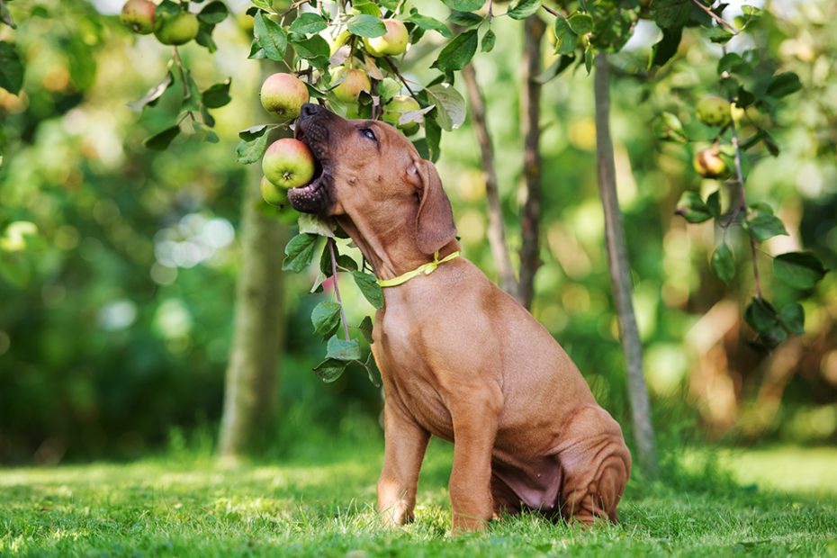 Can Dogs Eat Apples? Super Foods For Dogs · The Wildest