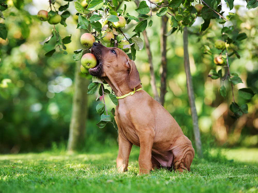 Can Dogs Eat Apples? Super Foods for Dogs · The Wildest Can Dogs Eat Apples? Super Foods For Dogs · The Wildest