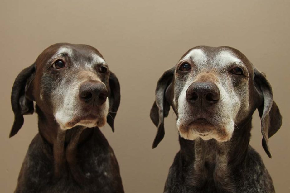 Old Dog” Vestibular Disease - Symptoms, Treatment, & Care · The Wildest