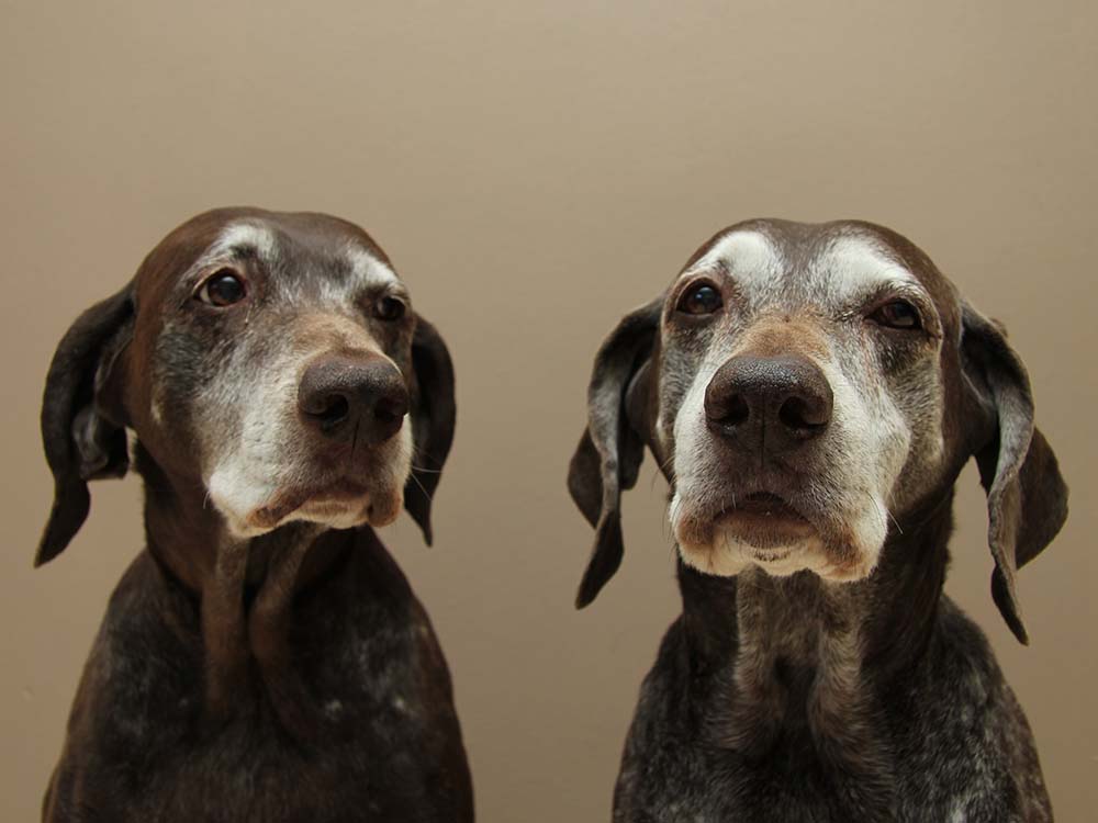 Old Dog” Vestibular Disease - Symptoms, Treatment, & Care · The Wildest Old Dog” Vestibular Disease - Symptoms, Treatment, & Care · The Wildest