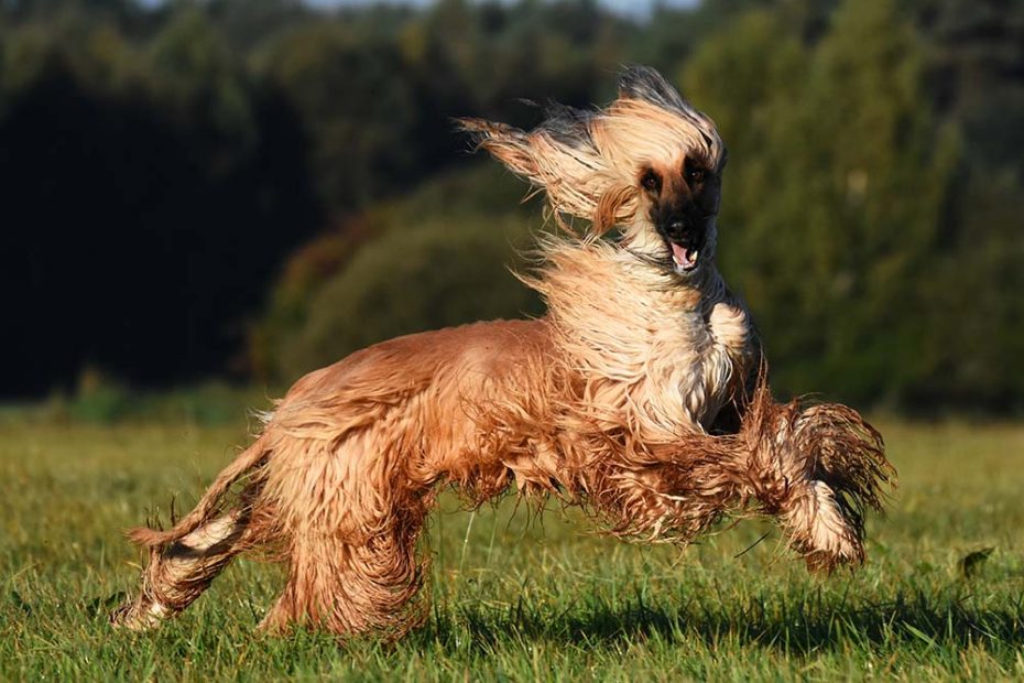 How To Calm An Overexcited Dog | Overexcitement In Dogs · The Wildest