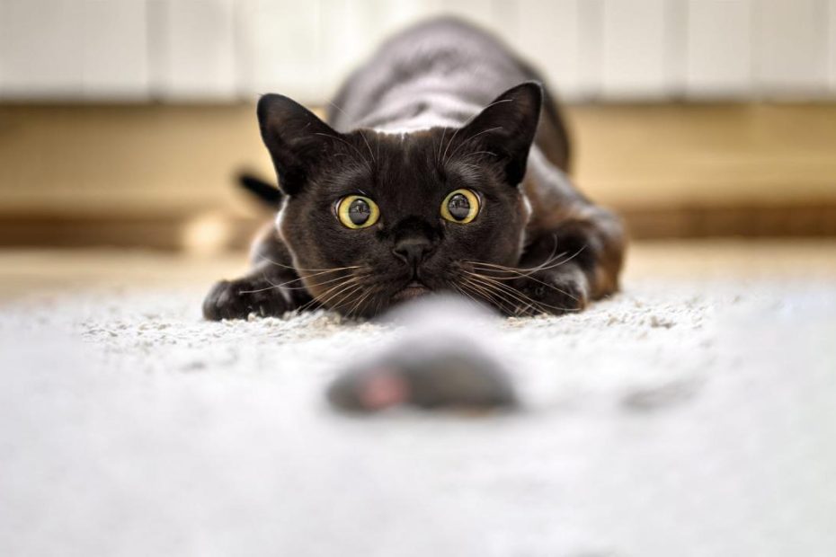 What To Do When Your Cat Brings A 'Gift'