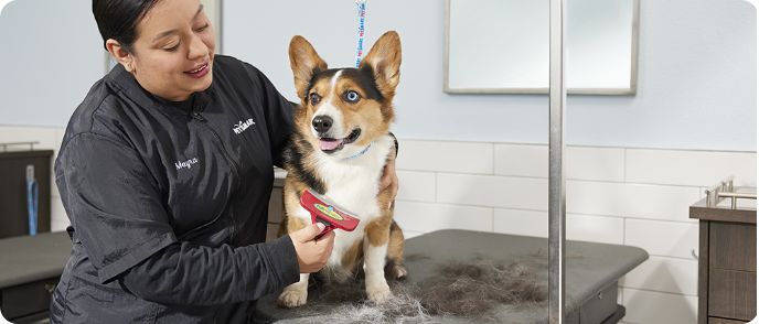 Dog Grooming & Cat Grooming Services | Petsmart