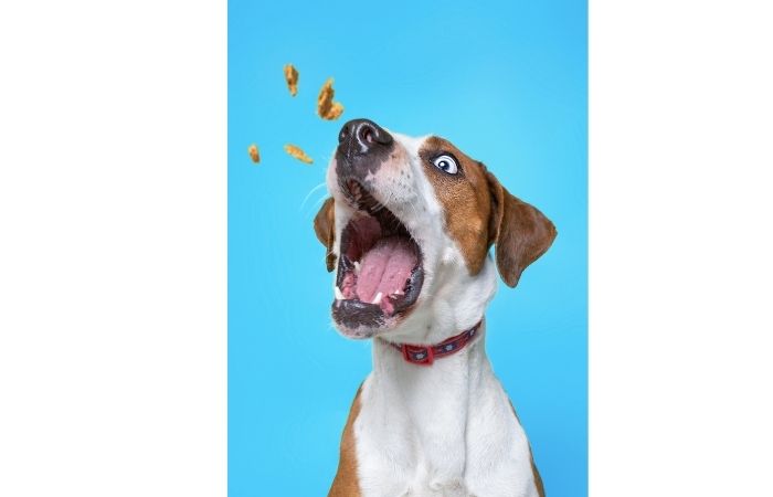 Why Is My Dog Not Eating His Food But Will Eat Treats? - I Love Veterinary
