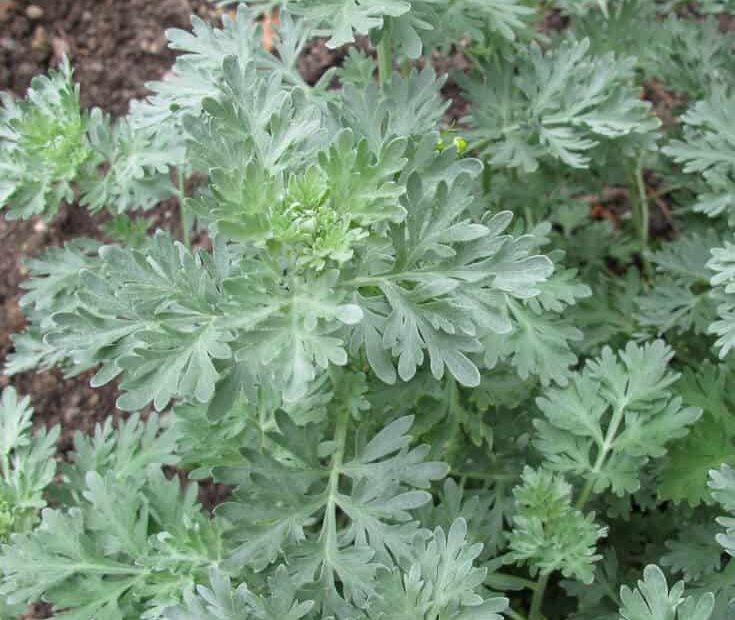 Wormwood Benefits, Uses, Tea Recipe And Side Effects - Dr. Axe