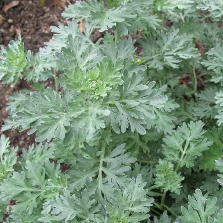 Wormwood Benefits, Uses, Tea Recipe and Side Effects - Dr. Axe Wormwood Benefits, Uses, Tea Recipe And Side Effects - Dr. Axe
