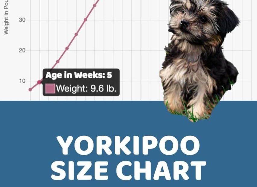 How Much Does A Yorkie Poo Cost? Unveiling The Price Of This Adorable Breed