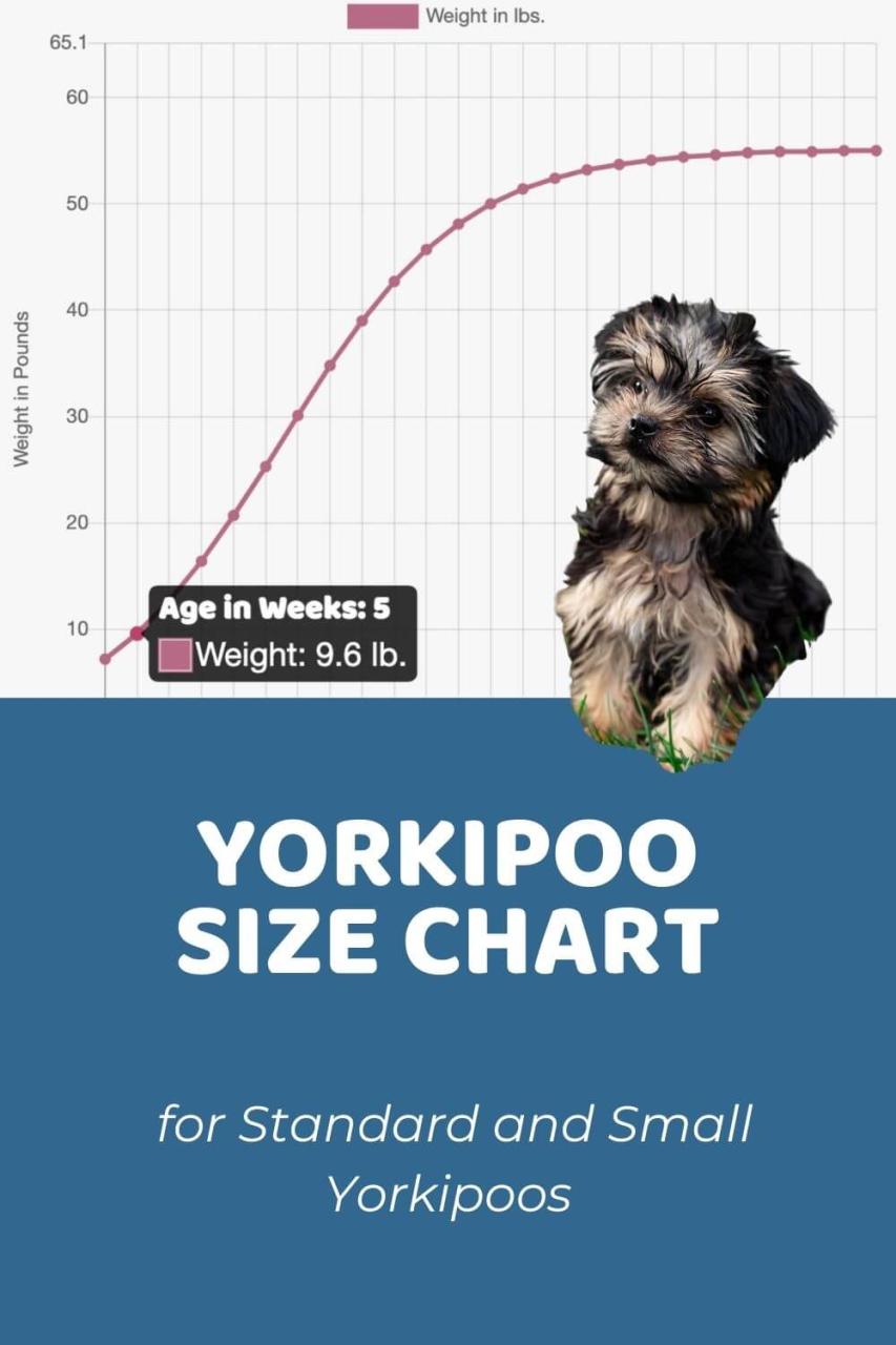 Yorkie Poo Price: Overview Of Pricing Factors & Ongoing Costs - Doodle Doods