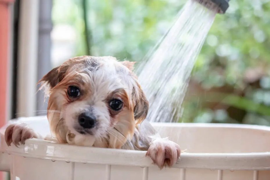How To Wash A Dog With Allergies – Jiminy'S