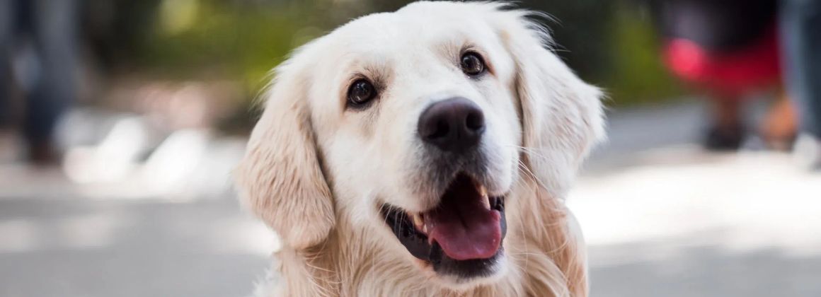 How to take care of a dog when you work How To Take Care Of A Dog When You Work