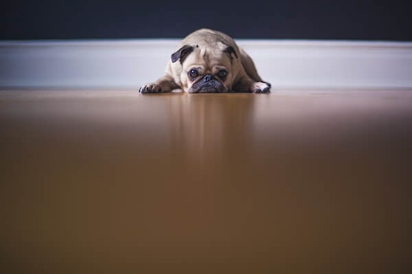 7 Signs Your Dog Feels Neglected + How Much Attention Dogs Need | Pupford
