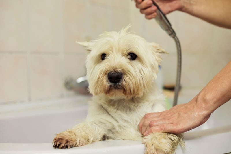 10 Expert Tips On The Correct Way To Bathe Your Adorable Pet Dog