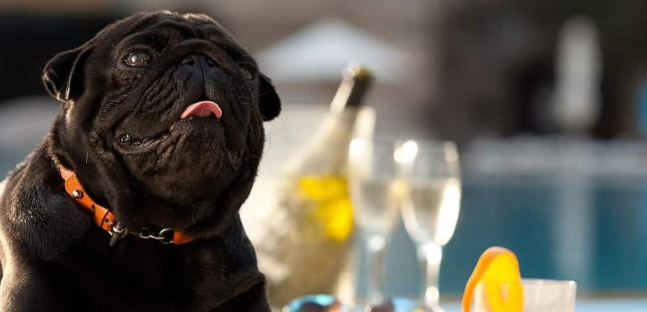 What Happens When A Dog Drinks Alcohol?