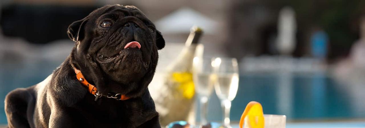 What Happens When a Dog Drinks Alcohol? What Happens When A Dog Drinks Alcohol?