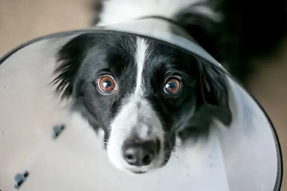 Dog Behavior After Neutering Or Spaying & How To Help Recovery - Embrace  Pet Insurance