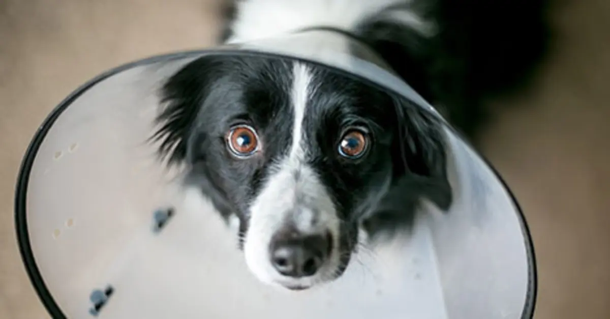 Dog Behavior After Neutering or Spaying & How to Help Recovery - Embrace Pet Insurance Dog Behavior After Neutering Or Spaying & How To Help Recovery - Embrace Pet Insurance