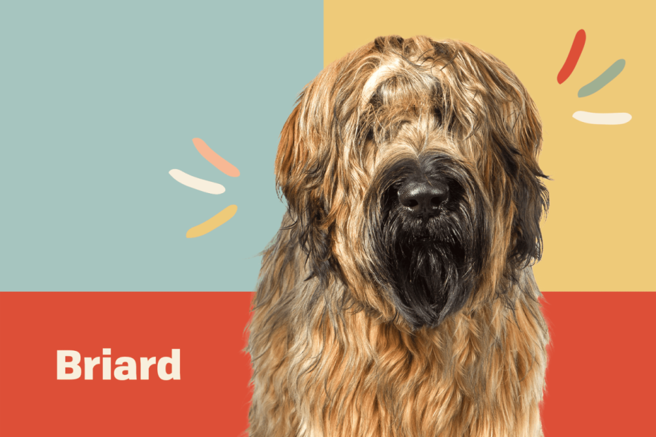 Briard Dog Breed Information And Characteristics
