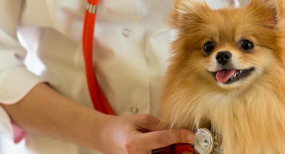 Can Dogs Live With Congestive Heart Failure? - Wag!