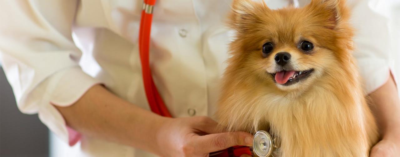 Can Dogs Live with Congestive Heart Failure? - Wag! Can Dogs Live With Congestive Heart Failure? - Wag!