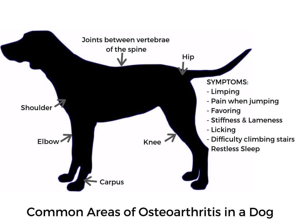 Chicken Feet For Dogs With Osteoarthritis - Pethelpful