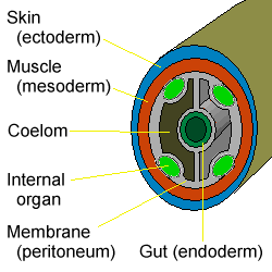 Coelom: Definition,Types, Structure, Coelomic Cavity, Function