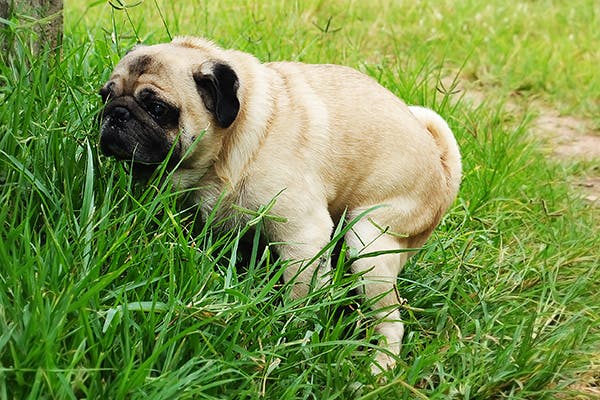 Colitis In Dogs - Symptoms, Causes, Diagnosis, Treatment, Recovery,  Management, Cost