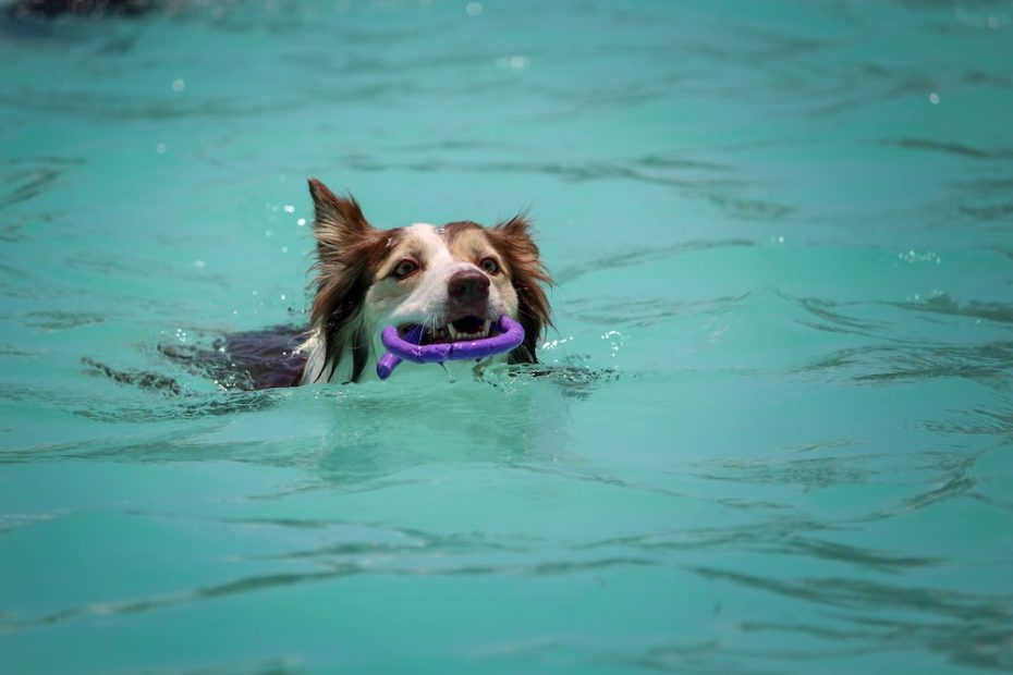 do-you-need-to-bathe-a-dog-after-swimming-in-a-pool-expert-advice-inside