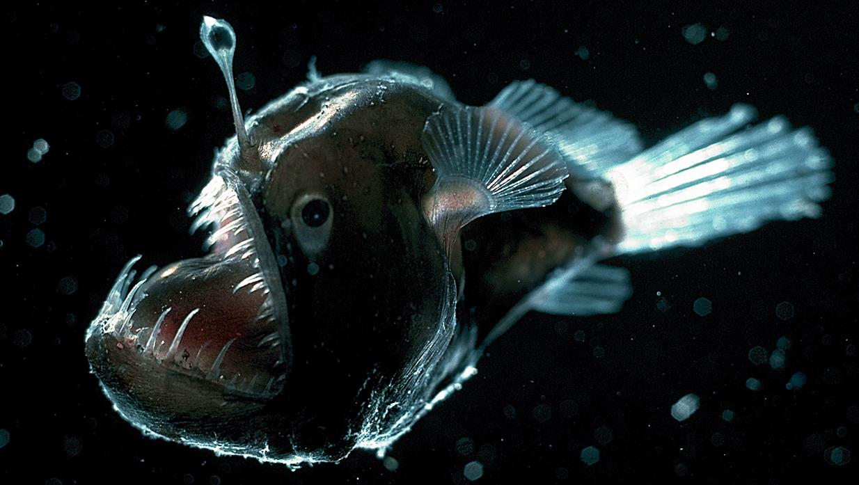 What Is an Anglerfish? • Earthpedia • Earth.com What Is An Anglerfish? • Earthpedia • Earth.Com