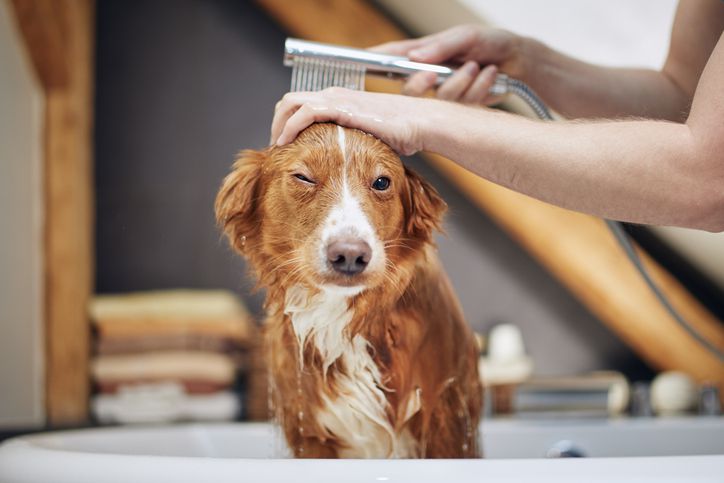 Home Remedies For Dry Skin On Dogs - Whole Dog Journal