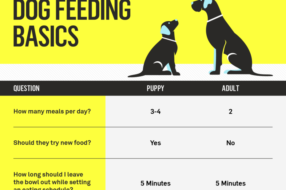 How Much Should I Feed My Dog? Your Dog'S Complete Nutrition Guide | Gallant