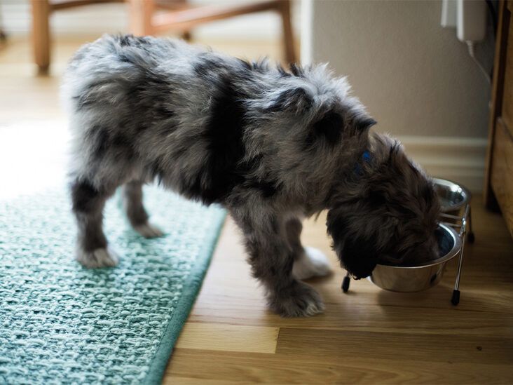 Can Dogs Eat Oatmeal, And Should They?