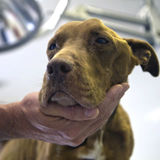 Heartworm In Dogs - American Heartworm Society