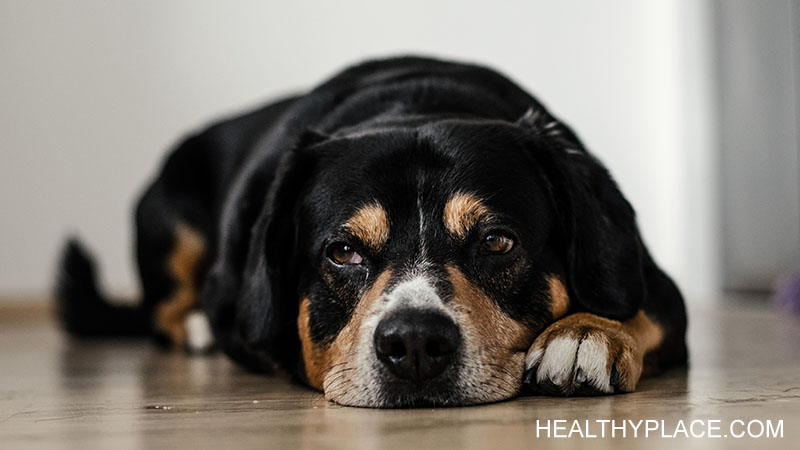 My Dog Knows Depression And Helps Me Through It | Healthyplace