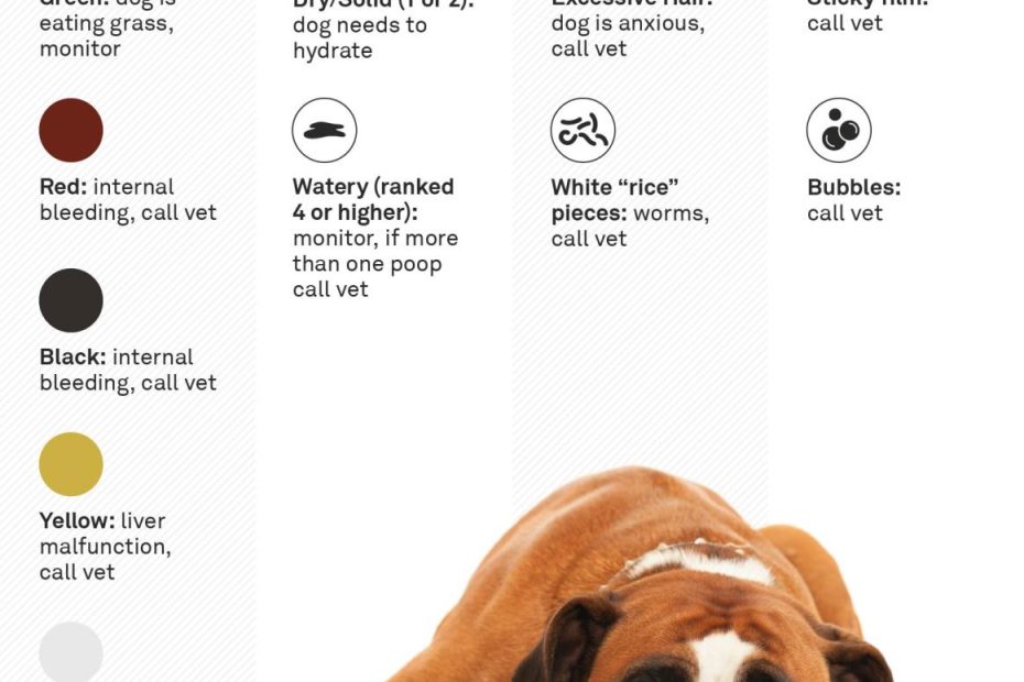 Dog Poop 101: What It'S Telling You What To Do | Gallant