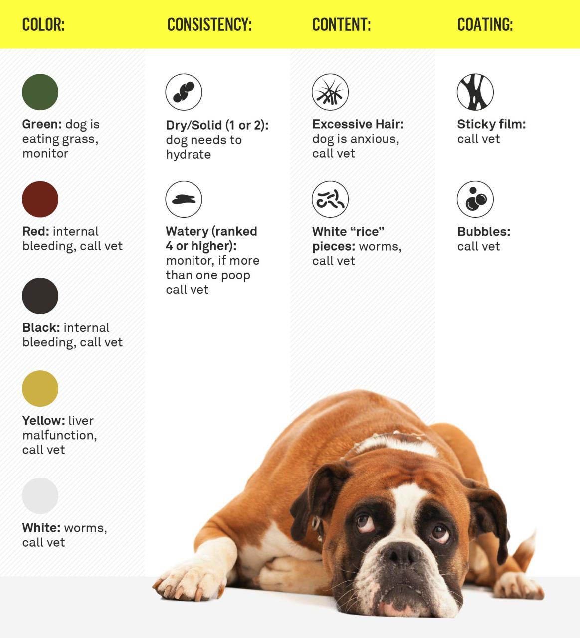 Dog Poop 101: What It's Telling You What To Do | Gallant Dog Poop 101: What It'S Telling You What To Do | Gallant