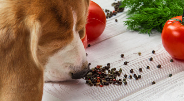 Can Dogs Have Black Pepper? How Much Is Safe? – The Native Pet