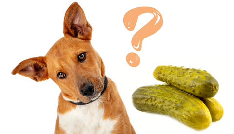 Dogs Can Eat Cucumbers, But Can Dogs Eat Pickles? – The Dog Bakery