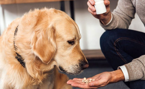 Diet For Dog With Diarrhea - The Best Options – Eac Animal Care
