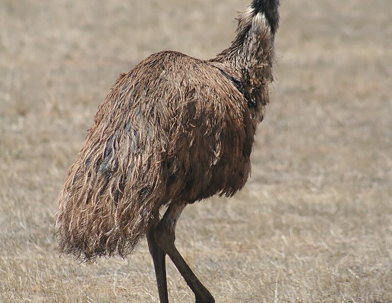 Emu | San Diego Zoo Animals & Plants