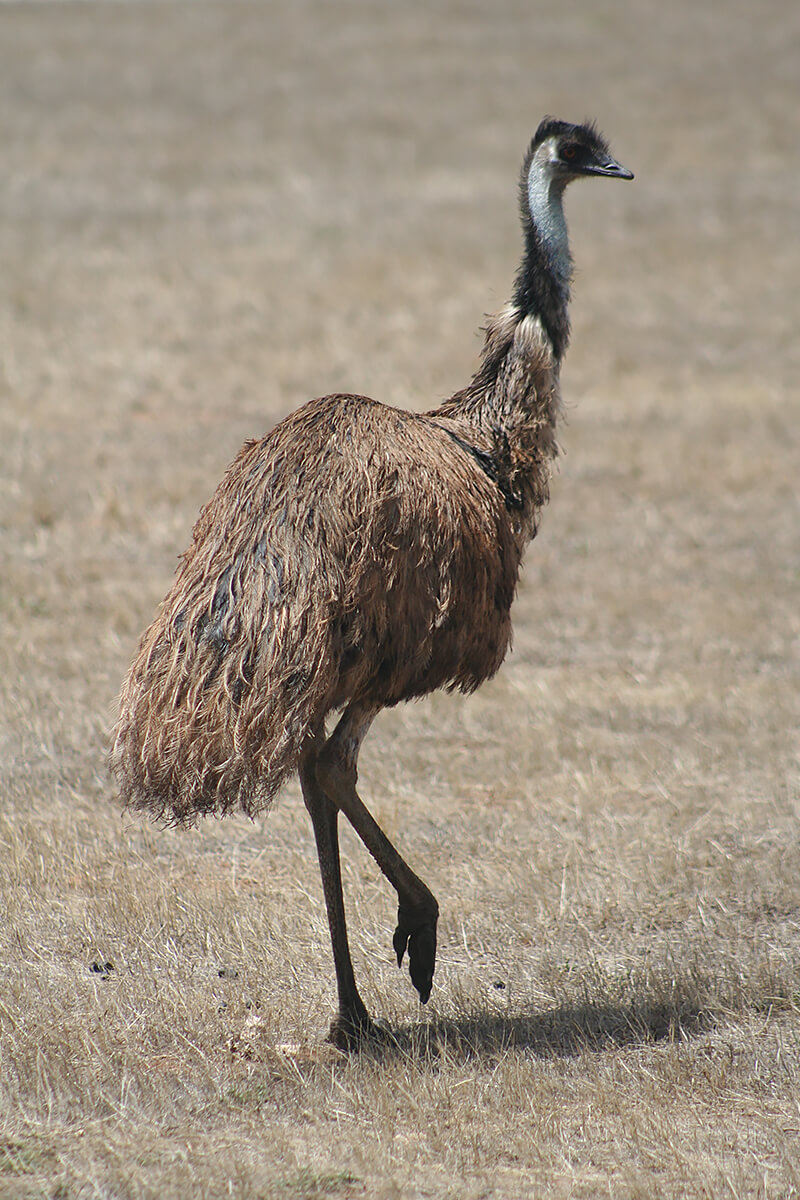 Emu | San Diego Zoo Animals & Plants Emu | San Diego Zoo Animals & Plants