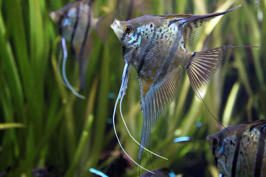 25 Best Angelfish Tank Mates For A Community Aquarium - Pethelpful