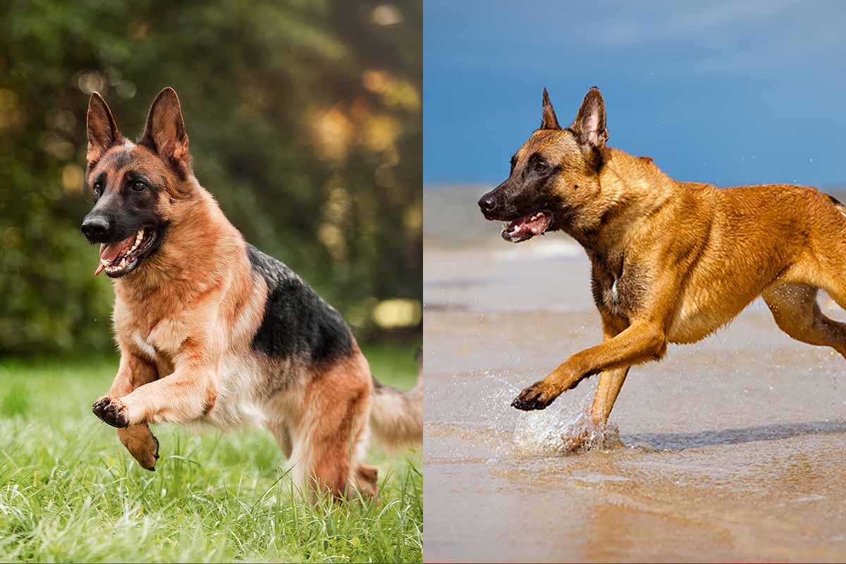 Belgian Malinois Vs German Shepherd: What's The Difference? - helloBARK! Belgian Malinois Vs German Shepherd: What'S The Difference? - Hellobark!