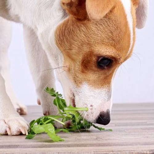 Can Dogs Eat Spinach? | We Feed Raw
