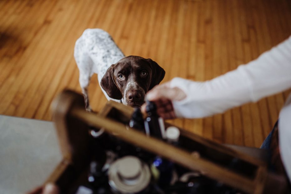 Calming Canine Herbs For Your Four-Legged Friends