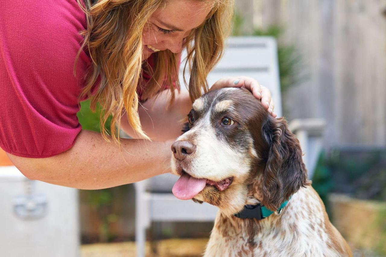 A Dog Trainer Explains How to Potty Train an Older Dog A Dog Trainer Explains How To Potty Train An Older Dog