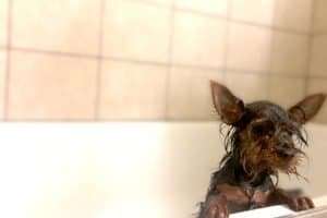 How To Bathe A Yorkie (And How Often) | The Dog Tale