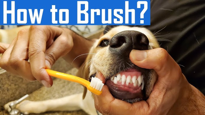 Puppy Dog Toothbrush! #Shorts - Youtube