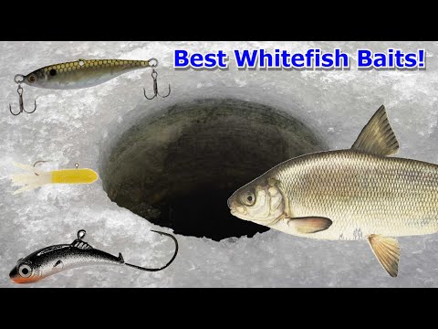Best Ice Fishing Lures To Catch Whitefish!!! (Whitefish Fishing Tips!) -  Youtube
