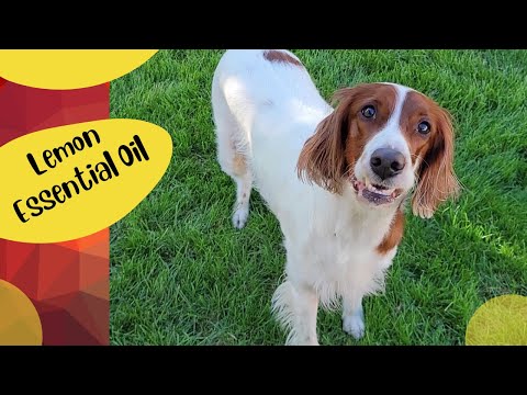 Lemon Essential Oil - is it safe for my dog?