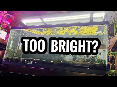 My Aquarium Light Is Too Bright? - Youtube
